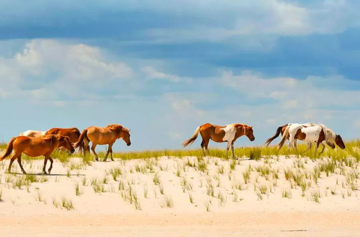 Wild ponies roaming the dunes at Assateague.