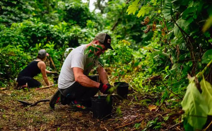 Volunteers engage in tree planting with the Para la Naturaleza organization