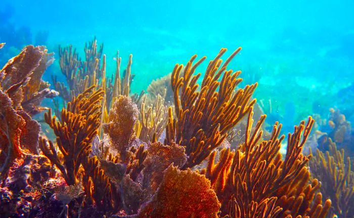 Gorgonian coral of the Great Mayan Reef in the Riviera Maya, Caribbean Mexico