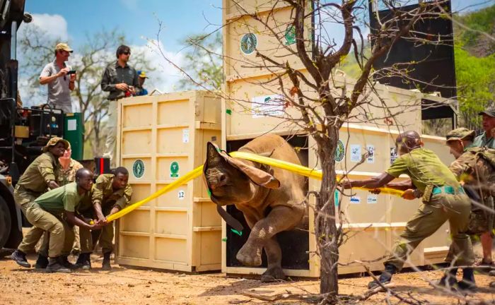 A rhino being released into Liwonde National Park