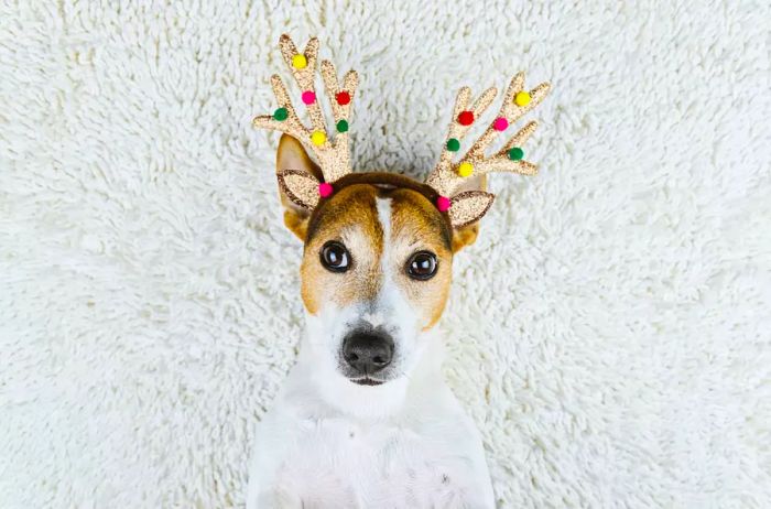 Adorable dog wearing festive gold reindeer antlers