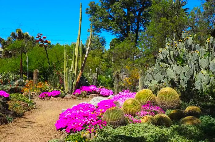 Inside the Ruth Bancroft Garden