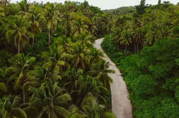 Palm trees on Siargao Island, Philippines