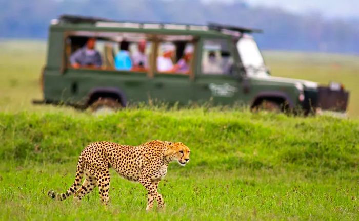 Cheetah on the prowl, with a safari vehicle backdrop - Masai Mara, Kenya Instagram Tips Captions