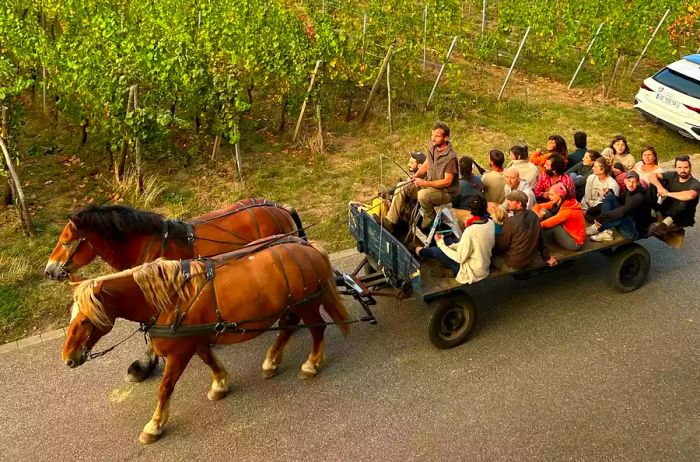 A horse-drawn carriage carrying people through a vineyard in France