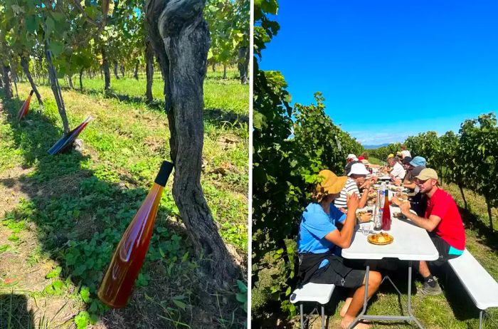 Bottles of wine in a French vineyard; a group gathered to eat and drink amidst the vines