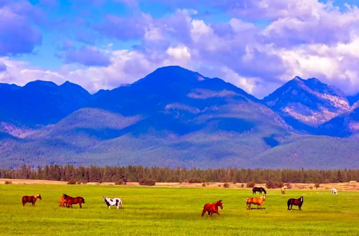 A classic Montana scene featuring horses, fields, and mountains.