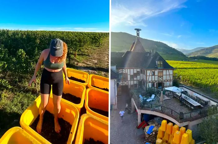 A woman stomping grapes with her feet; exterior shot of a French winery