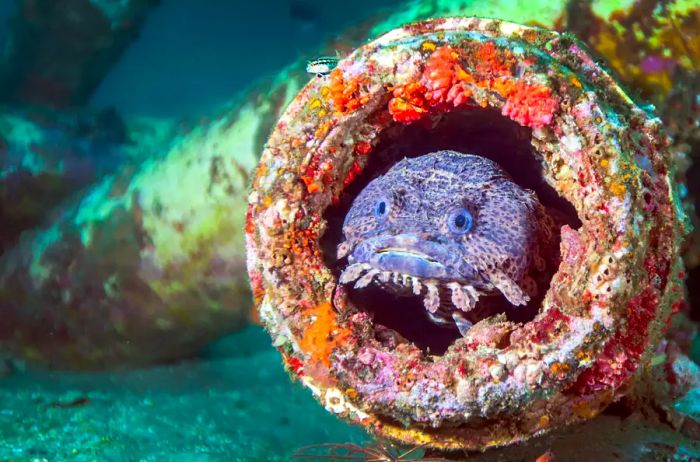 A toadfish quietly resides within a pipe cavity, poised to ambush any unsuspecting fish that swims by. This ambush predator lurks 95 feet deep in the Gulf waters at the Dupont Span One artificial reef, located about 12 miles offshore from Panama City Beach, Florida.