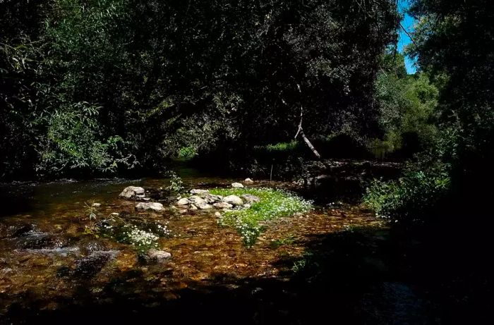 Flowers along the riverbank at Praia Fluvial do Agroal, Portugal.