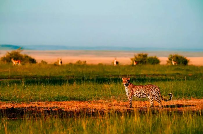 Scenic safari view from Alluring Africa.