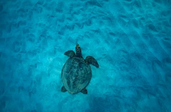 A green sea turtle, or honu, resting at the surface between breaths in Oahu, Hawaii.