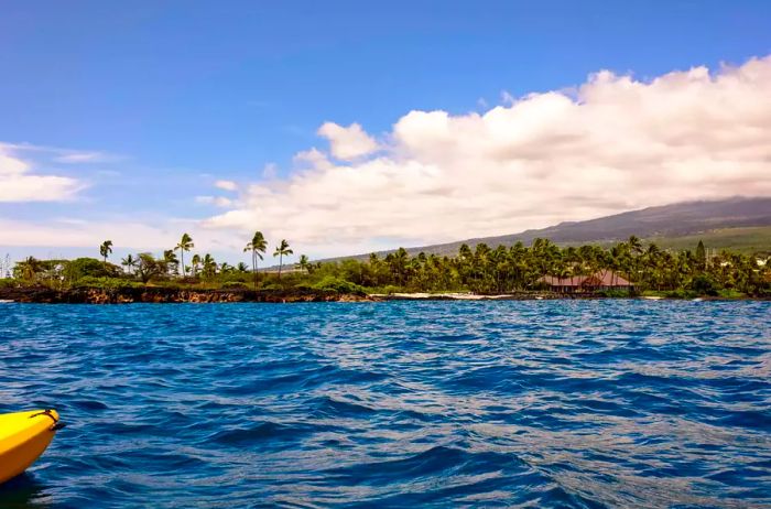 A glimpse of palm trees lining the shores of Hawaii