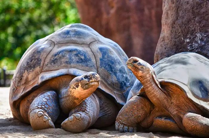 Two Galapagos Tortoises enjoying a conversation while lounging