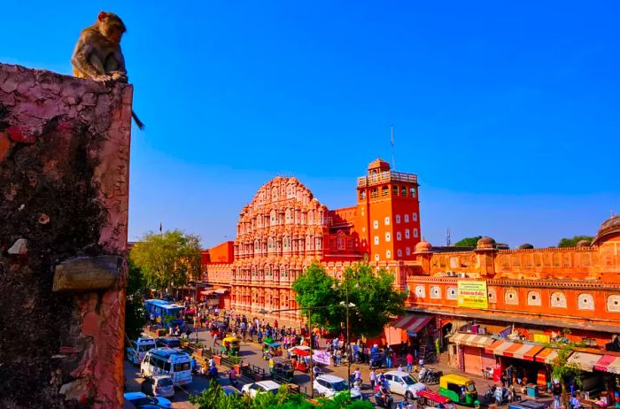 In Jaipur, the Pink City of India, a monkey gazes at the iconic Wind Palace.