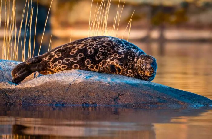 A Saimaa ringed seal rests in the waters of Lake Saimaa, Finland.