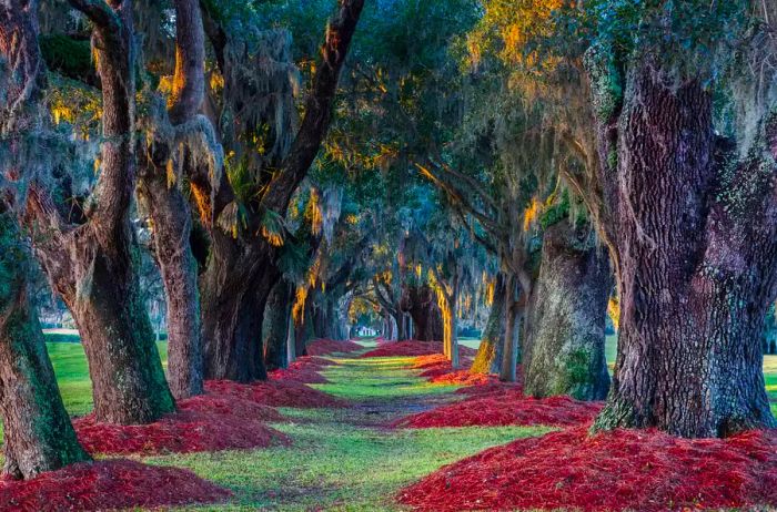 Avenue of the Oaks on St. Simons Island, Georgia