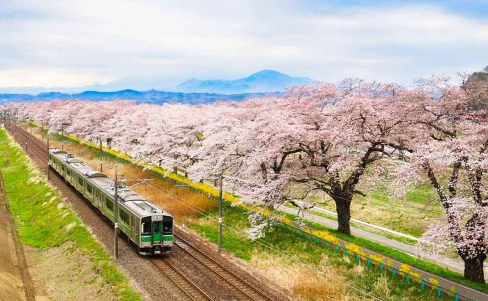 Transportation Choices in Nagoya