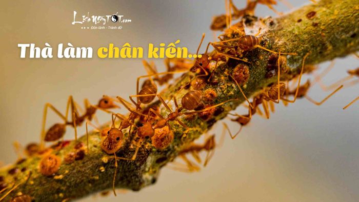 Thà làm chân kiến