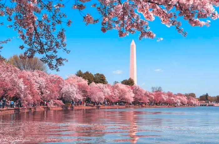 Cherry Blossom Festival in the USA