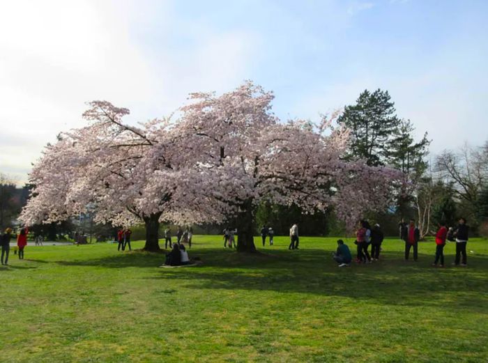 Vancouver Cherry Blossom Festival