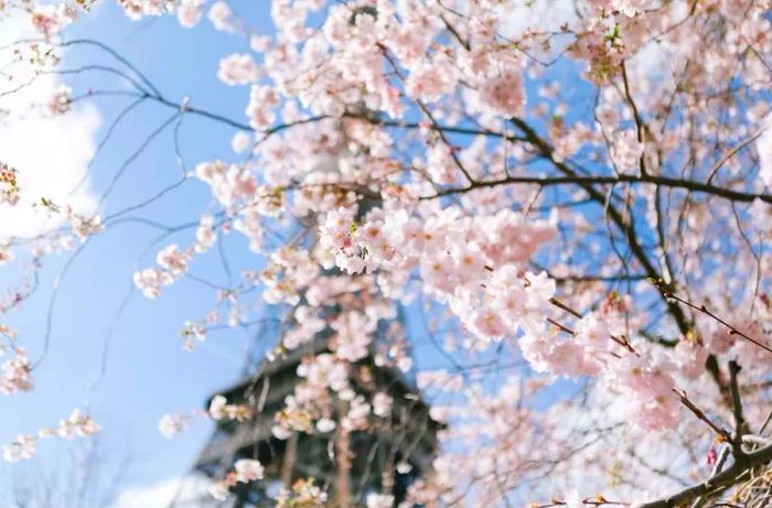 cherry blossoms in paris france