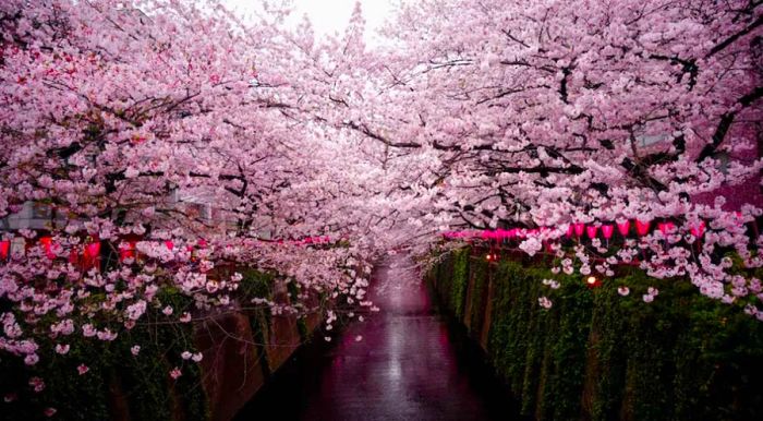 Cherry Blossoms in Japan