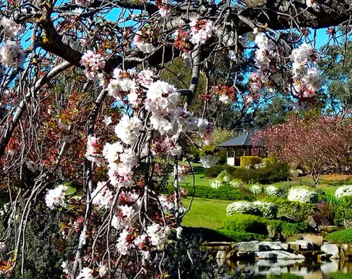 Cowra Japanese Garden