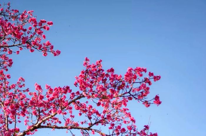 Cherry blossoms at the Curitiba Botanical Gardens