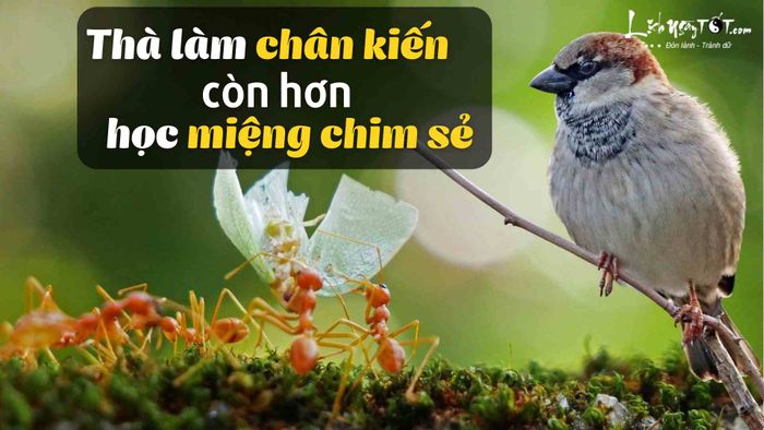 Thà làm chân kiến còn hơn học miệng chim sẻ