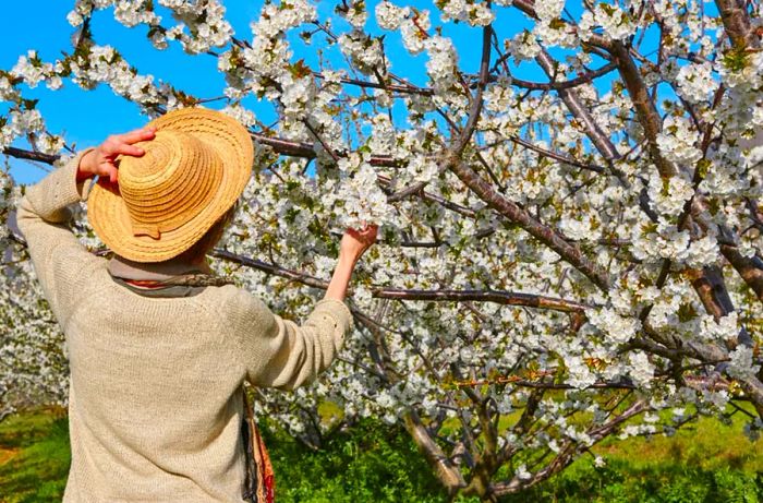 Cherry blossoms in Jerte Valley, Spain