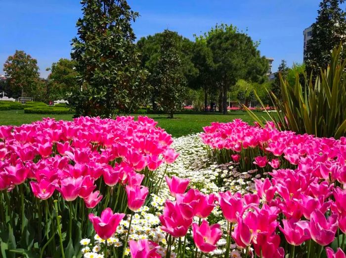 Istanbul Tulip Festival