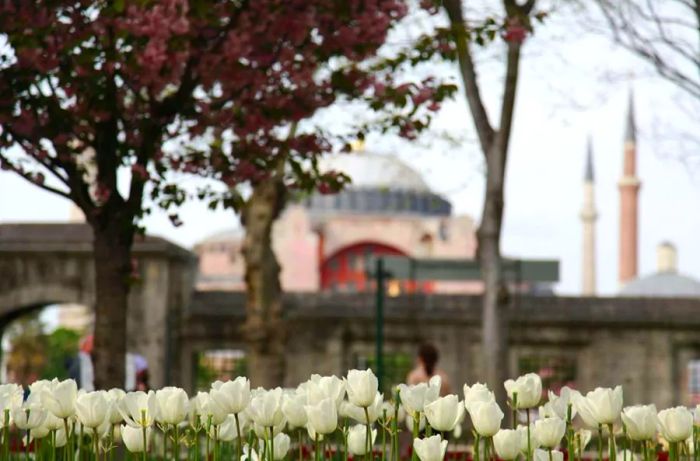 Tulip Festival of Istanbul