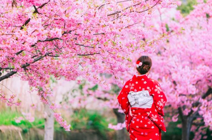 Cherry blossoms in Japan