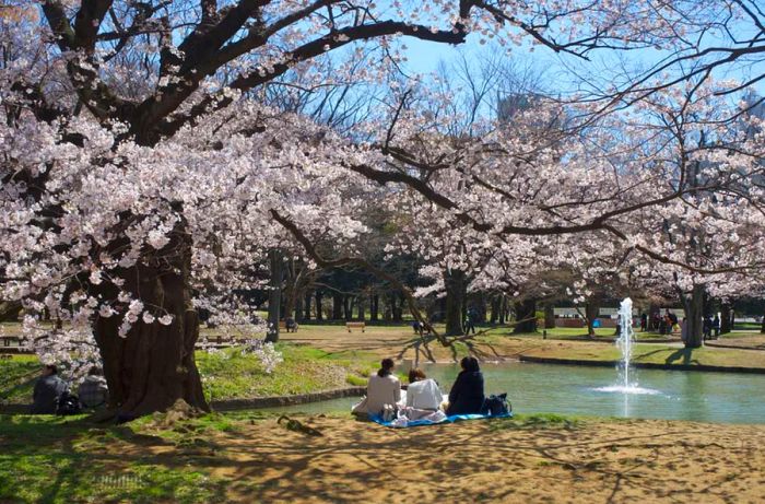 Hanami, the cherry blossom festival celebrated in Japan.