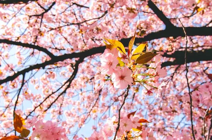 Cherry blossom trees