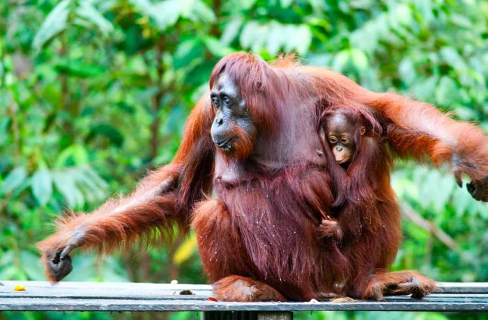 Where to See Orangutans in Borneo