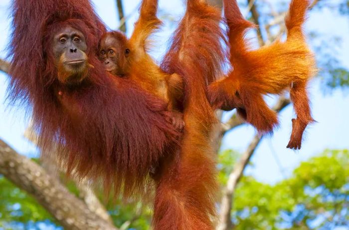 Best Locations to See Orangutans in Borneo