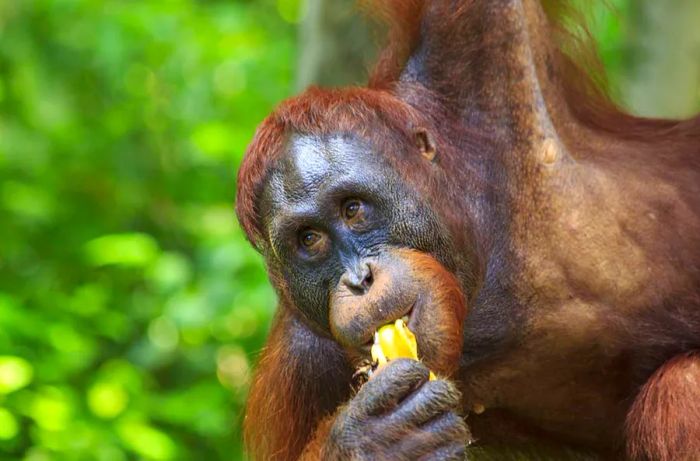 Top Locations for Orangutan Sightings in Borneo