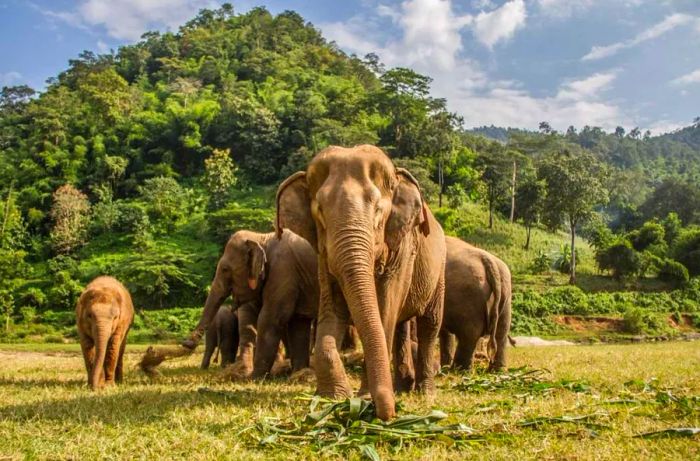 Elephant Forest Sanctuary, a peaceful retreat where you can interact with rescued elephants in their natural habitat.