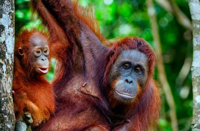 Where to Spot Orangutans in Borneo