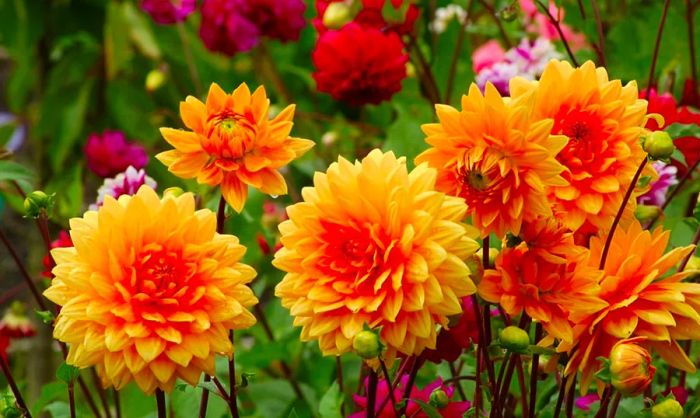 Bright yellow and orange dahlia flowers