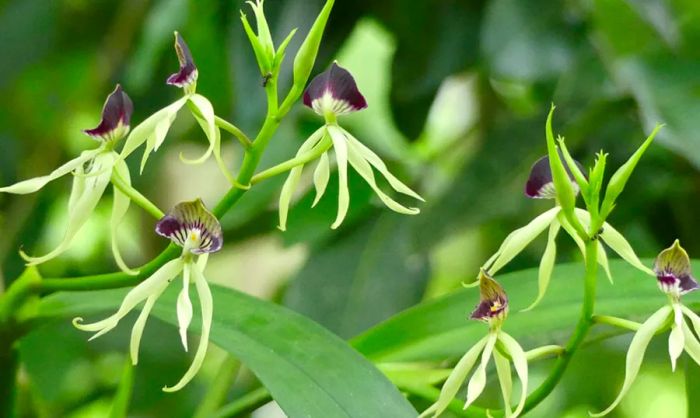 Flowers of the black orchid.