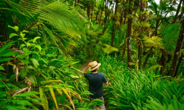 A man enjoying a hiking trail amidst the vibrant green foliage of El Yunque National Forest in Puerto Rico.