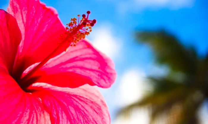 Sunlit hibiscus flower