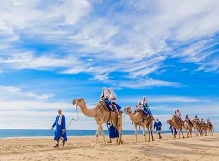 A group of visitors enjoying a camel ride along a beach in Cabo San Lucas