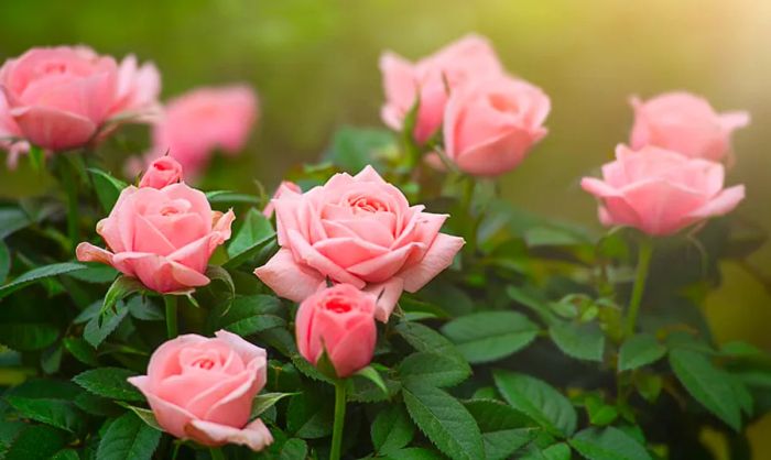 Sun-kissed pink roses.