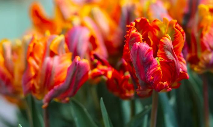 Caribbean tulips in vibrant red and orange hues.