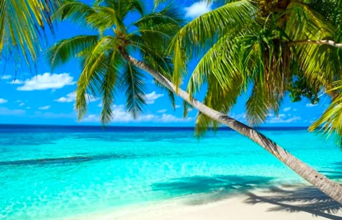 A palm tree leaning toward the stunning ocean in Freeport, Bahamas