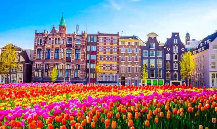 Tulips and architecture in Amsterdam